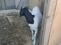 母山羊, Nubian Goat — 照片 3