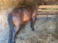 Horse (M), Horses — photo 8