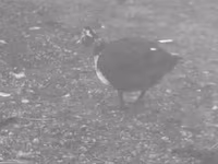 Ducks — photo 2
