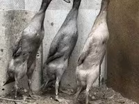 Үнді жүгіргіш — 1-сурет