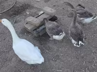 Geese — foto 2