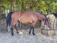 母马, Horses — 照片 4