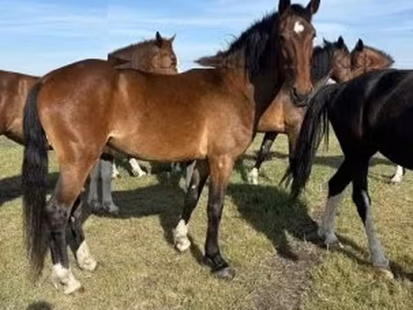 घोड़ी, Dutch warmblood horse