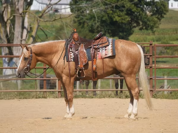 Hing, Quarter Horse
