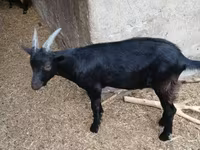 تيس, Alpine goat — الصورة 2