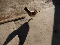 Chickens — foto 3