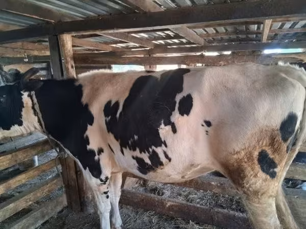 Kuh, Russian Black pied cattle — Ungarn
