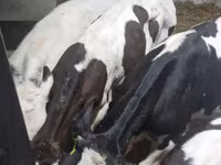 Býk, Russian Black pied cattle — foto 6