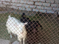 عنزة, Saanen goat — الصورة 4