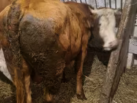 Býk, Simmental cattle — foto 4