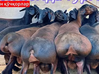 Kos, Baerchuke sheep — 4. fotó