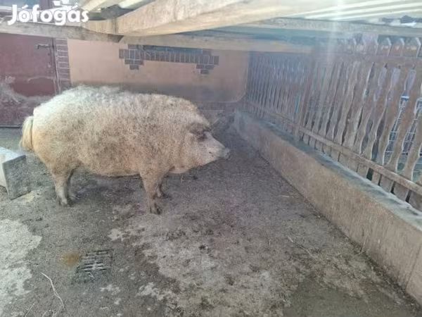 Boar,  — Hungary