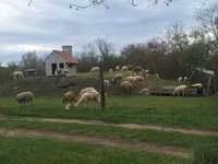 母羊, Sheep — 照片 2
