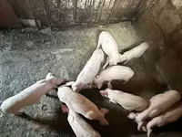 Süldőanya, Датский ландрас — 7. fotó