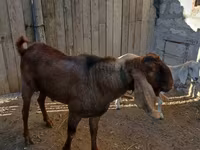 Bode, Nubian Goat — foto 2