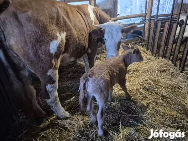Tehén, Simmental cattle — Magyarország