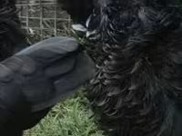 Pékin Bantam — photo 6