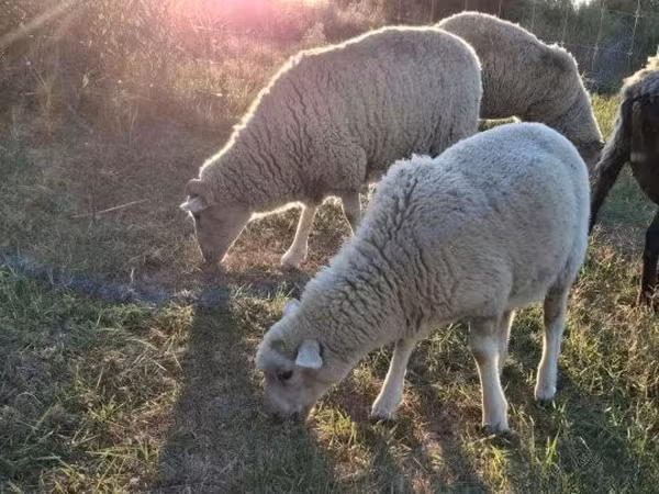 母羊, Sheep