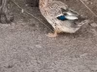 Ducks — photo 2