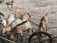 Koza, Kozy — zdjęcie 6
