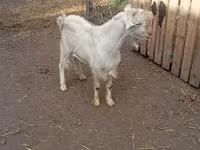 Bak, Saanen goat — 3. fotó