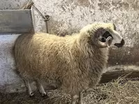 Kos, Racka sheep — 6. fotó