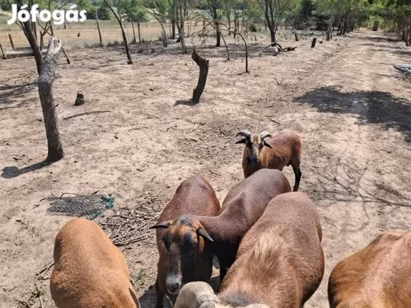 Kos, Cameroon sheep — Magyarország