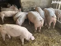 Süldőanya, Sertések — 2. fotó