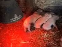 母猪, Pigs — 照片 1