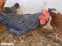 Chickens — الصورة 2