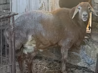 Beran, Arashan sheep — foto 2