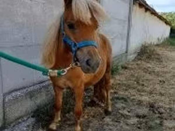 Kůň, Koně — Maďarsko