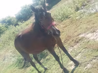 Jument, Horse breed — photo 2