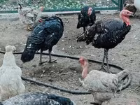 Turkeys — الصورة 7