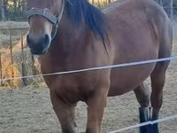 Klisna, Hungarian horse breed — foto 2