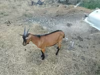 Keçi, Alpine goat — foto 2