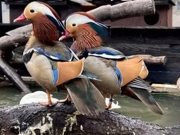 Ducks