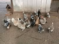 Bantam japonesa — foto 1