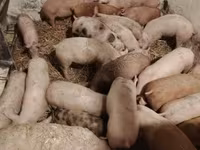 Pigs (batch, sex not specified), Дюрок — photo 3