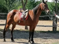 Cheval, Chevaux — photo 1