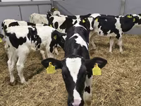 Bika, Russian Black pied cattle — 3. fotó