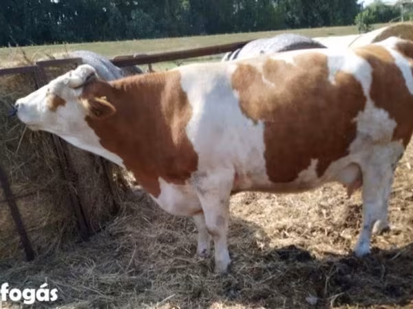 بقرة, Simmental cattle
