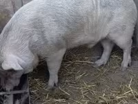Eber, Schweine — Foto 2