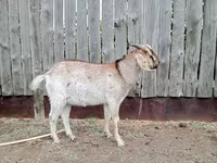Kozioł, Nubian Goat — zdjęcie 2