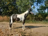 Mare, Horses — photo 6
