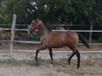 母马, Lipizzaner — 照片 4