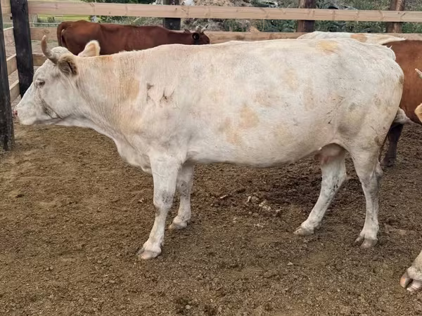 İnək, Swiss cattle