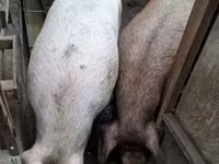 母猪, Дюрок — 照片 5