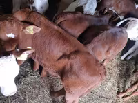 公牛, Simmental cattle — 照片 3