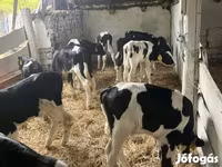 ثور, Russian Black pied cattle — الصورة 1
